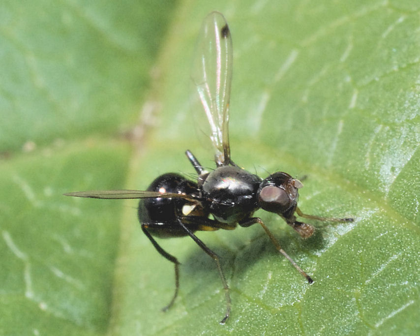 Un ragno nuovo e una coccinella